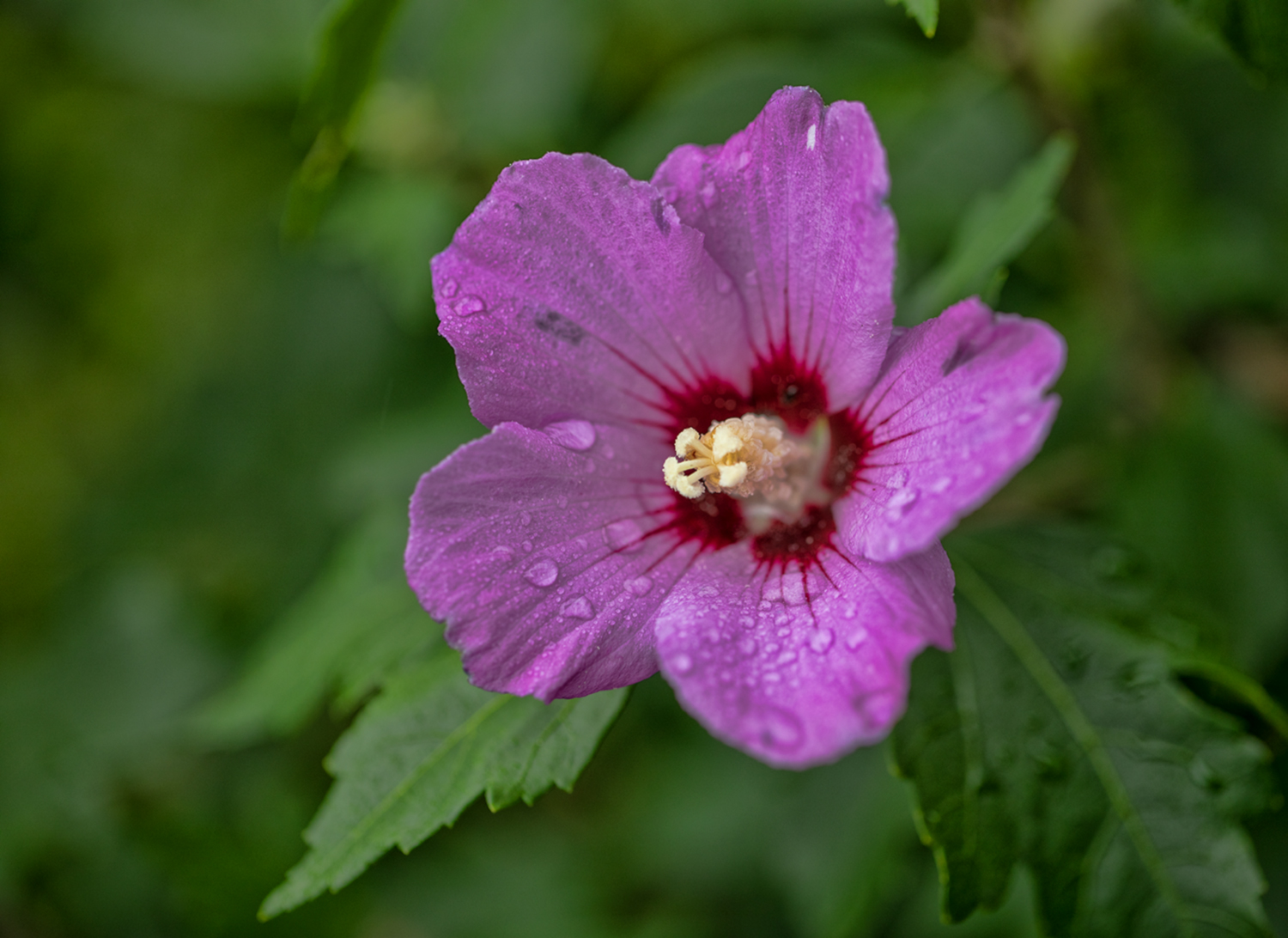 Hibiskusblüten