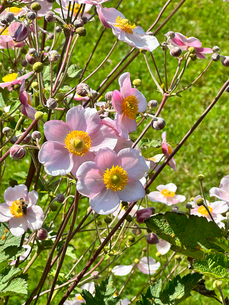 Japanische Herbstanemone