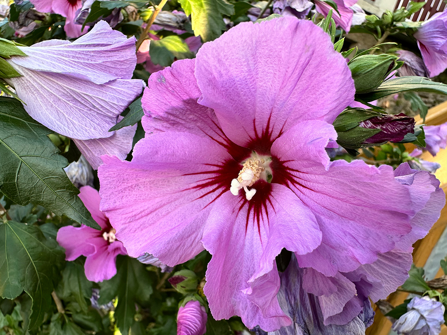 Roseneibisch