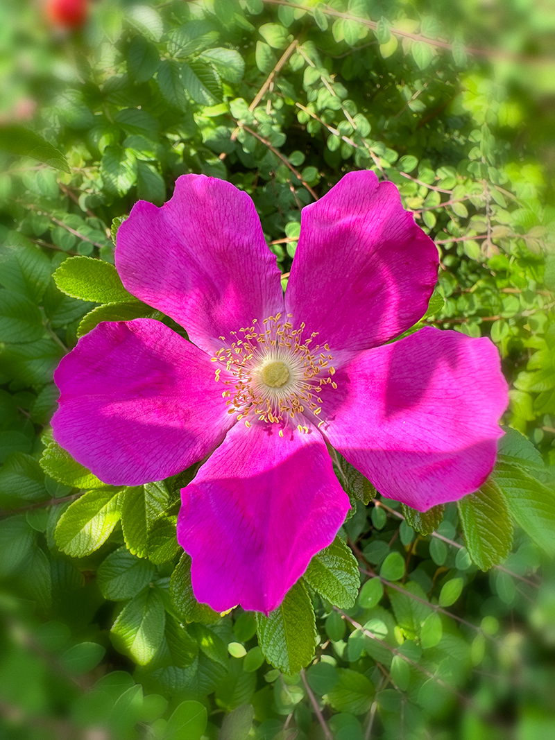 Wildrose