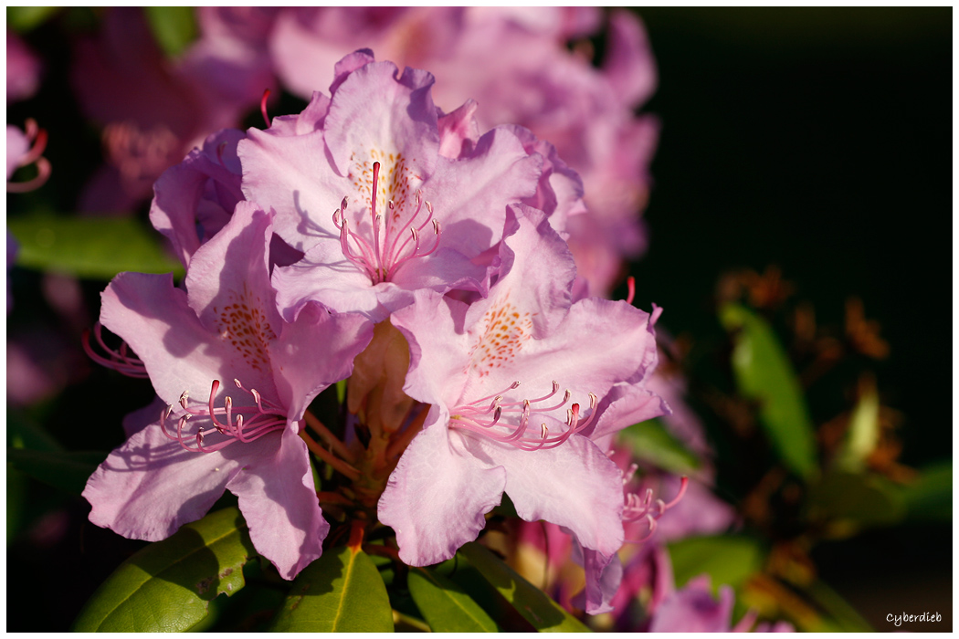 Rhododendron in der Abendsonne