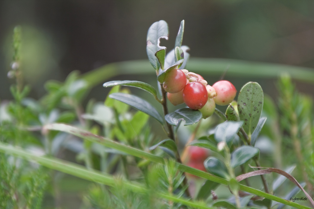 Preiselbeeren