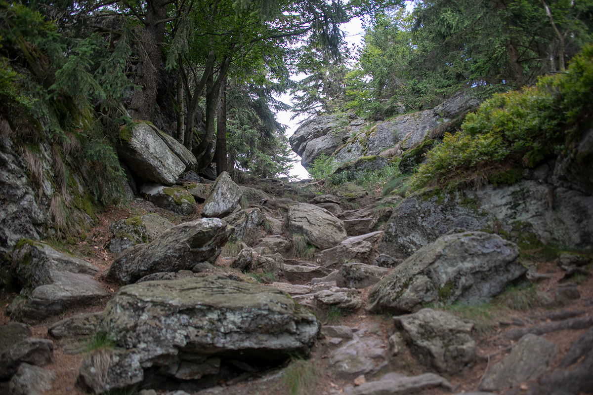 Steinig