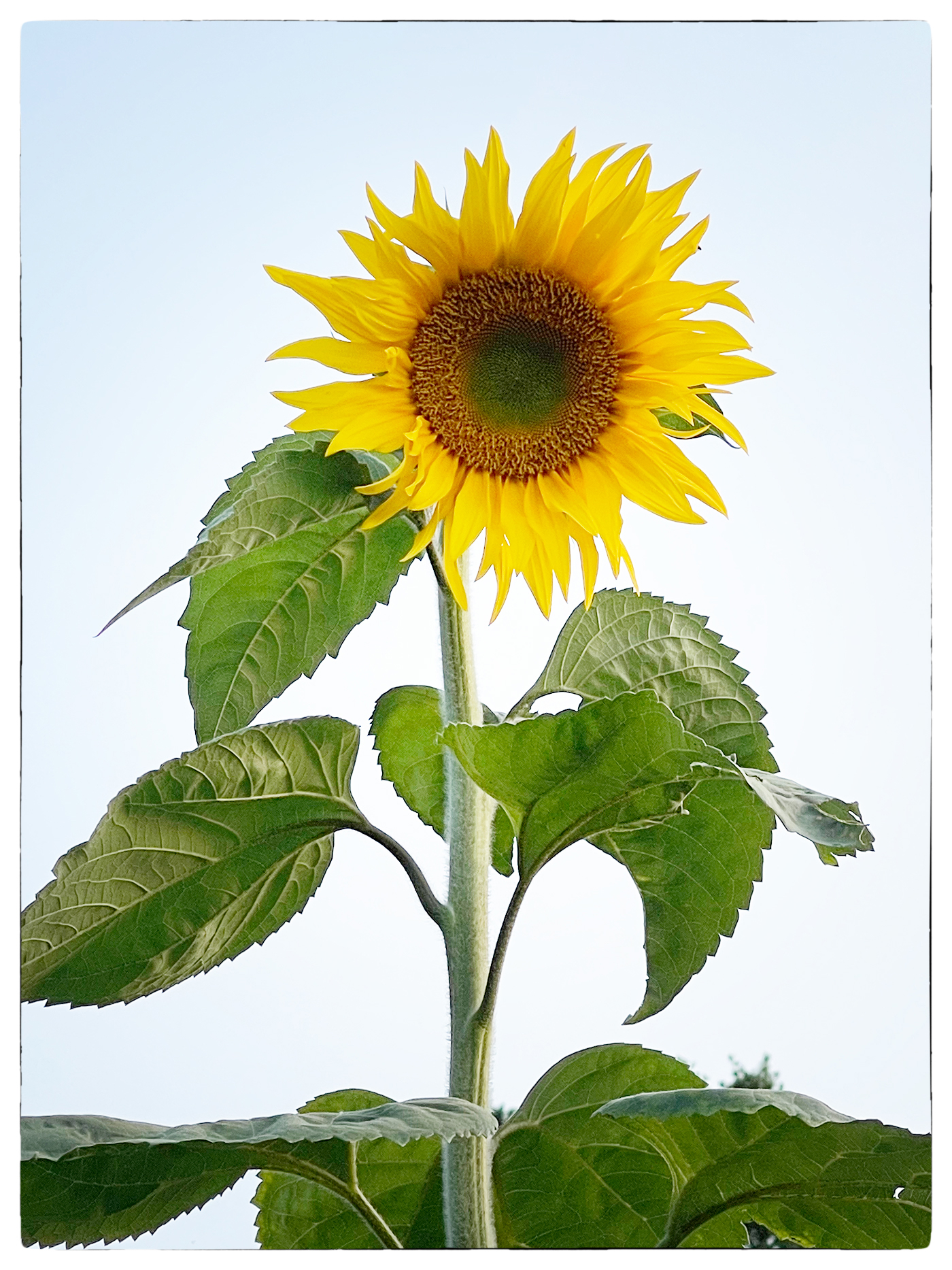 Sommer 2021