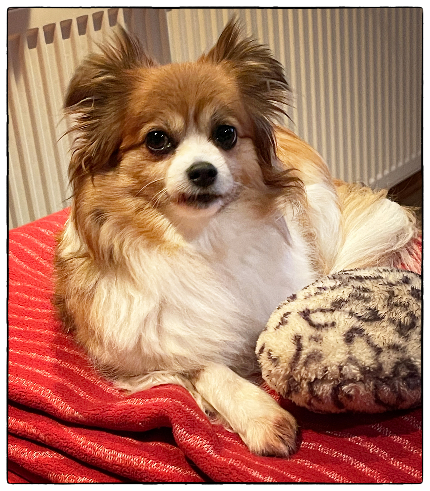 Auf dem Sofa