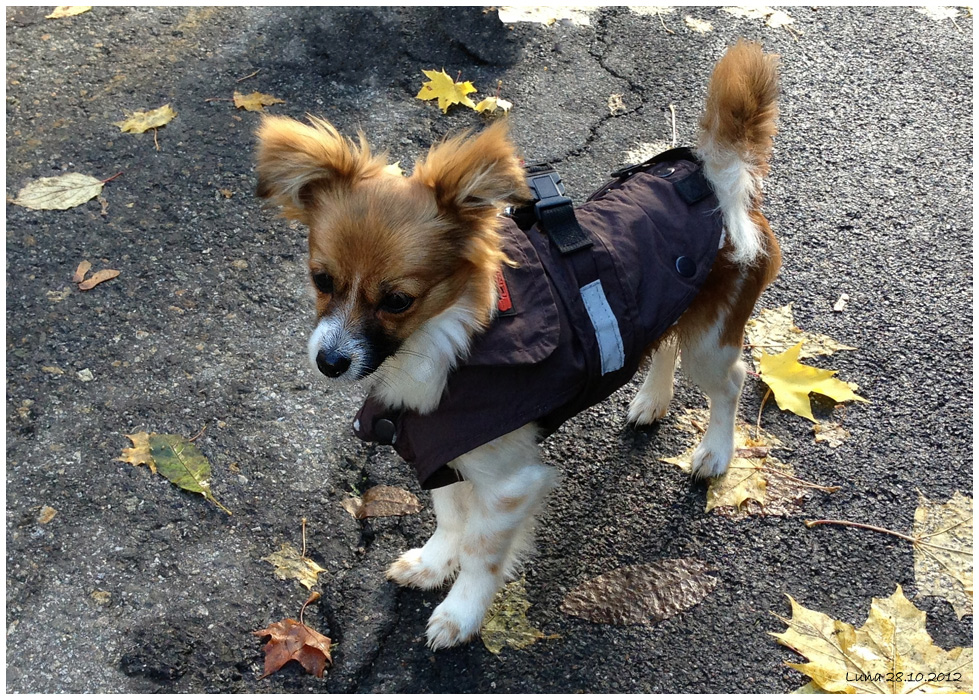 Luna Herbst 2012