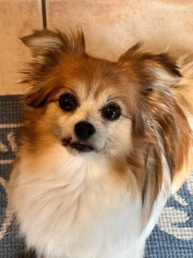 Hallo