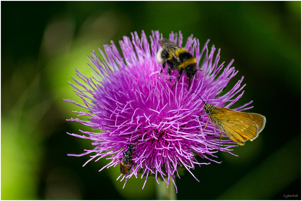 Tierchen auf der Distel 2