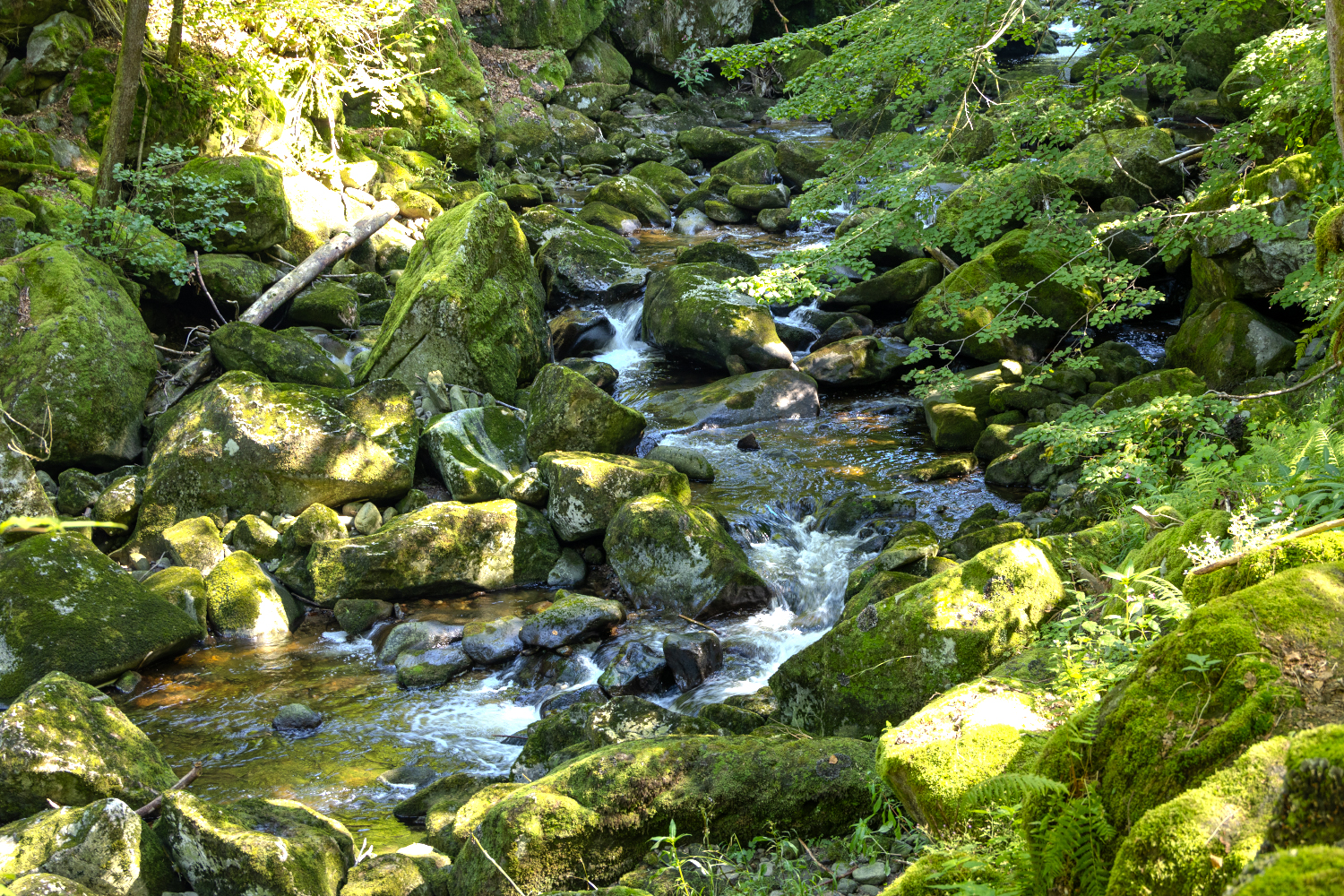 Durch die Wildbachklamm Buchberger Leite
