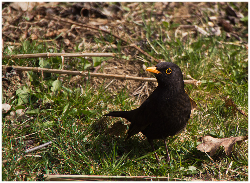 Amsel auf Futtersuche