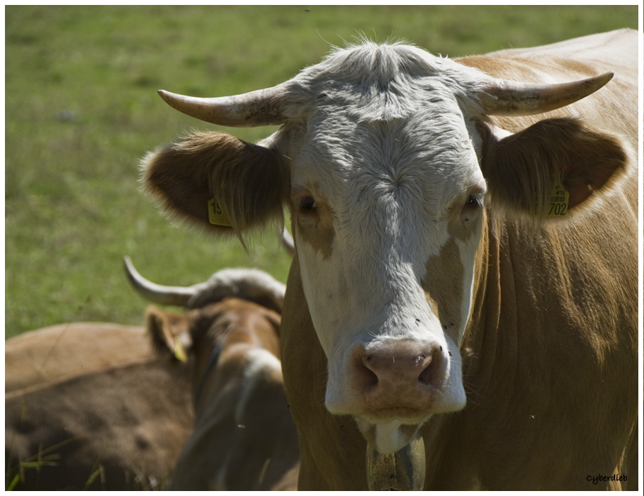 tierische Blicke