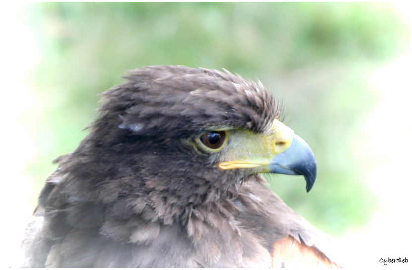 Adler