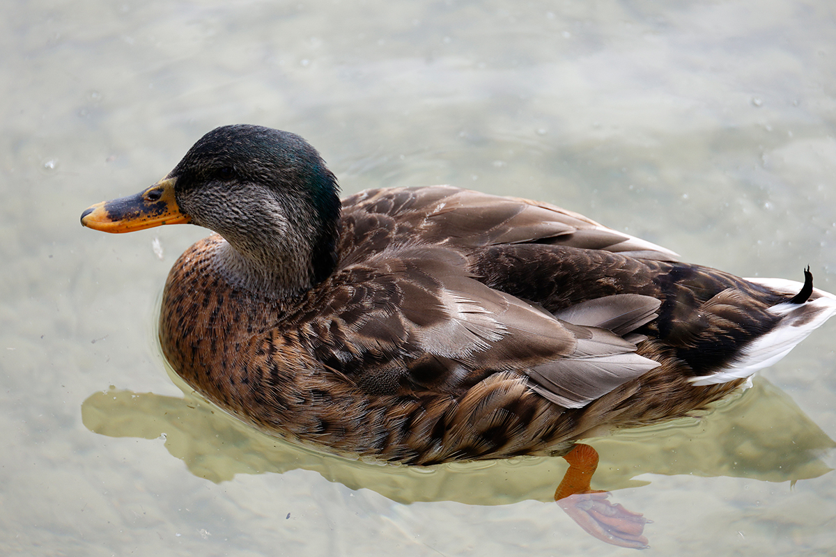 weibliche Ente
