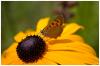 Schmetterling auf der Blüte Schmetterling auf der Blüte
