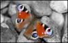 Schmetterling im Frühling Schmetterling im Frühling