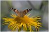 Schmetterling in der Abendsonne