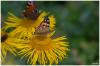 Schmetterling auf der Blüte 1