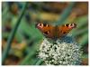 Schmetterling auf der Zwiebelblüte