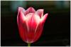 Diese Tulpe