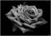 Black Rose