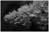 Black a. White
