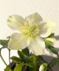 Christrose
