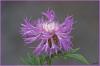 Flockenblume