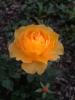 Gelbe Rose