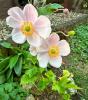 Herbst-Anemone im Garten