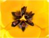 Closeup Yellow tulip