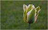 Tulpen Impression