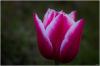 Tulpe rot / weiß