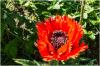 Red poppy