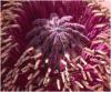 Mohn Closeup