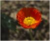 rote Mohnblüte in der Morgensonne