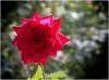 Rose in der Morgensonne