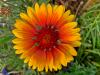 Kokardenblume