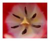 Close up  einer Tulpe