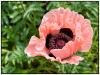 Papaver