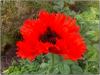 Rot blüht der Mohn