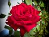 Rote Rose