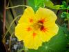 Salat Blume