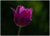 Tulpe im Dunkeln