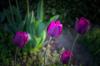 Tulpen Zauber