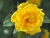 Yellow Rose