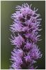Liatris spicata