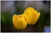 gelbe Tulpen gelbe Tulpen