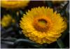 Strohblume