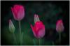 Tulpenzeit
