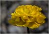 Gelbe Tulpenblüte